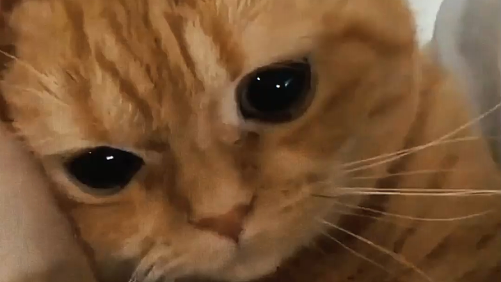 Sebenarnya kucing juga seperti anak kecil, lho!