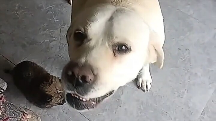 Labrador: Hey, I want a puppy too!