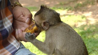 Yummy Yummy! My Princes Lola Very Hungry, Thanks Papa Song For Feeding Fruit To Adorable Monkey Lola
