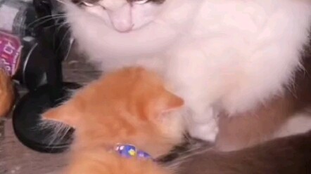 Mèo cam: Cú đấm đó, tôi đã nhịn suốt một năm