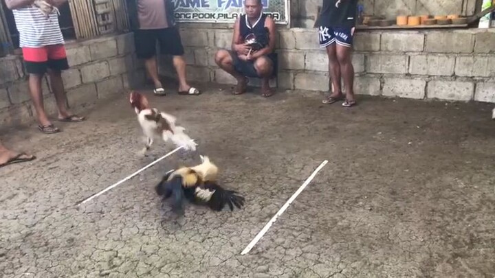 Tsoko Tsoko