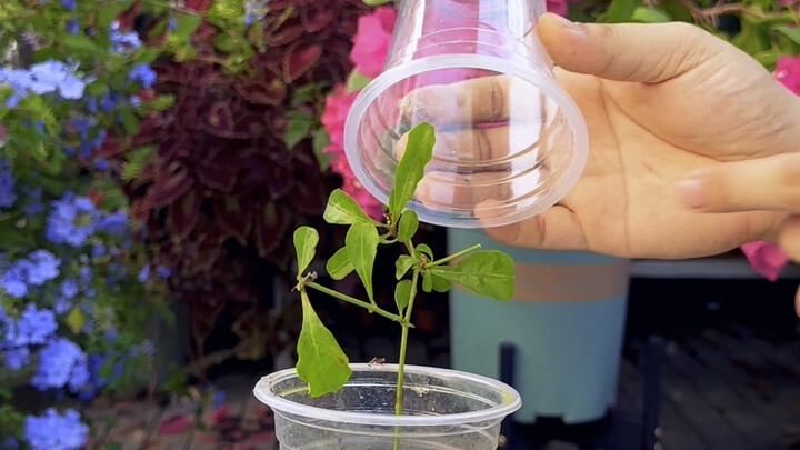 Blue snowflake can be propagated by rooting horseshoe-shaped cuttings.
