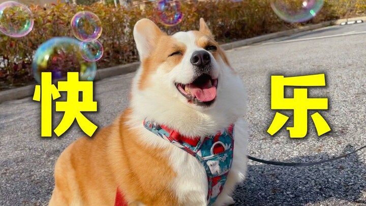 Beneran ada anak anjing yang lucu banget waktu ketawa?