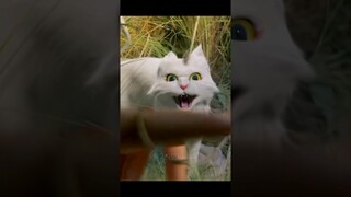 A new😱demon cat🐈but a literate one🙀 💯#shorts #shortsfeed #ryan #cdrama #viral #trending