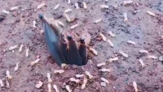 【密恐慎入】疑似白蚁生产过程