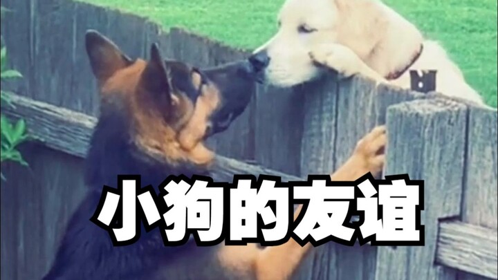 Bagaimana sih anjing ini berteman dengan anak anjing tetangga?