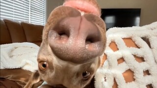 When you suddenly stop petting your dog