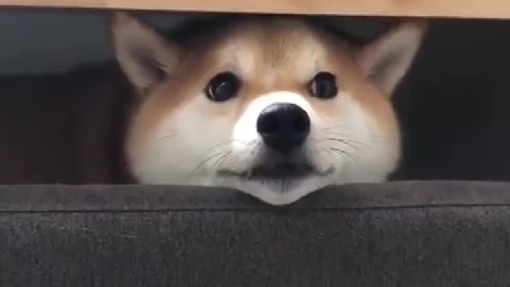 Shiba Inu: Guys, come take a look at this cute me!
