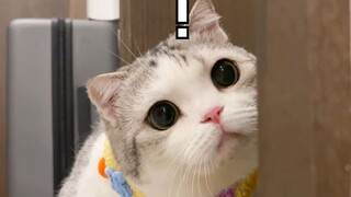ทักษะลับของลูกแมว: ดื่มน้ำผ่านอากาศ