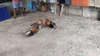 NBJJ4 PRH vs NBJJ4 Gold