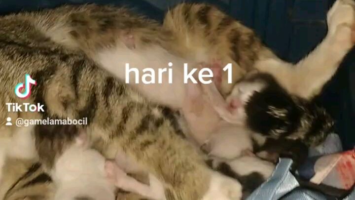 kucingku lahiran anaky 4