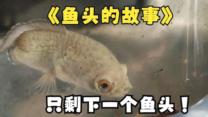 Hanya tersisa satu kepala ikan, kenapa bisa bertahan sampai sekarang?