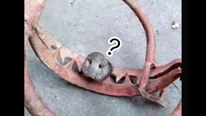 Sulit  Kerang ❽❶