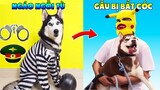 Thú Cưng Vlog | Ngáo Và Gấu Siêu Quậy #2 | Chó ngáo thông minh vui nhộn | Smart dog cute funny