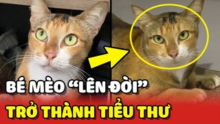 Nàng mèo bỗng hoá thành Tiểu Thư sau khi được Sen giàu có nhận nuôi 😍 | Yêu Lu