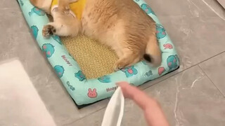 Phản ứng đáng yêu của một chú mèo con trước con dao có thể thu vào