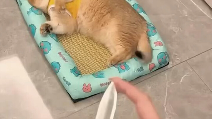 A kitten's adorable reaction to a retractable knife