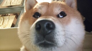 Rekaman close up shiba inu