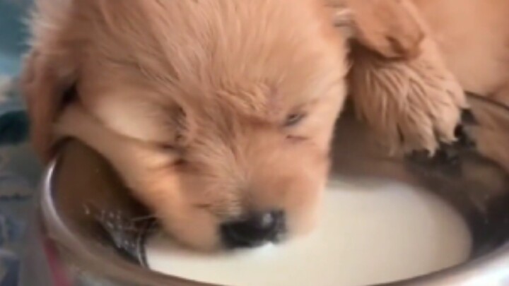 Baskom susu hari ini kandungan alkoholnya agak tinggi nih!