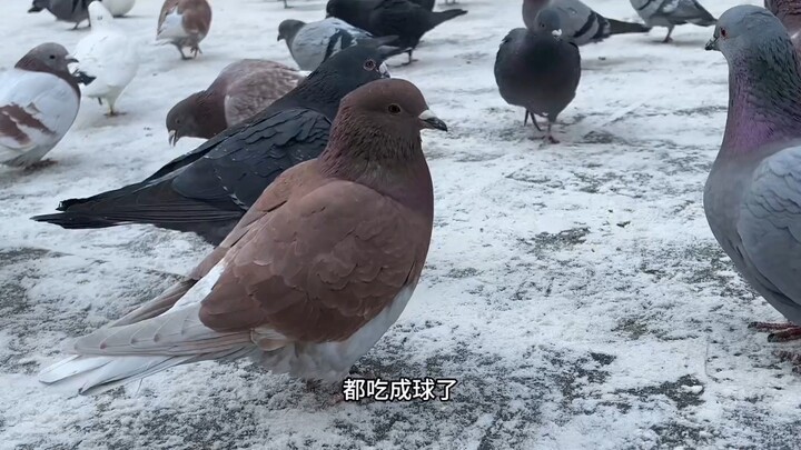 The pigeons in Harbin are so well-fed they can barely fly anymore, hahaha!
