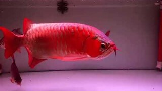 Super red arowana @Fish4Ever@YouTube@highlight