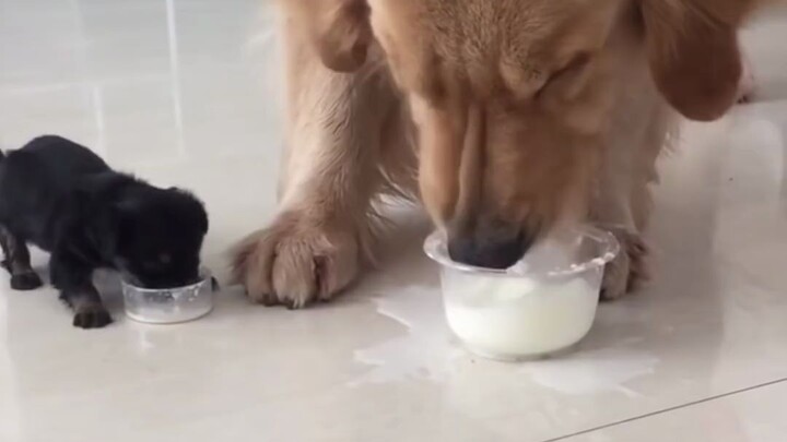 When a warm-hearted Golden Retriever Meets a Stray Puppy, It’s All About Love!