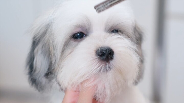 Immersive Fluff-Pulling Fun