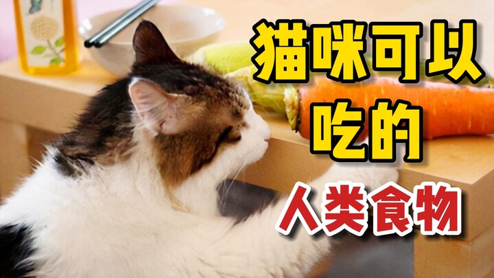 Makanan manusia apa saja yang aman untuk kucing? Simpan ini biar kamu bisa makan bareng kucing di ru