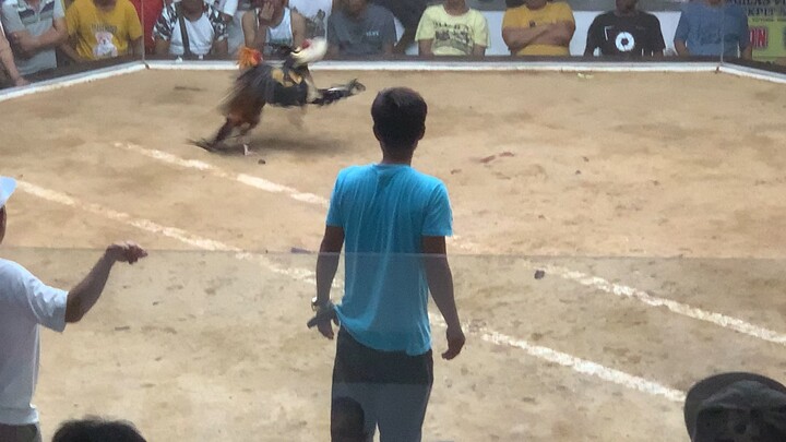 Malas ng gold talo na naman