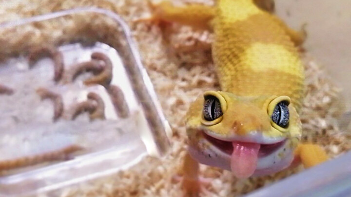 [Reptile pets] This eyelid gecko is so dog-like!