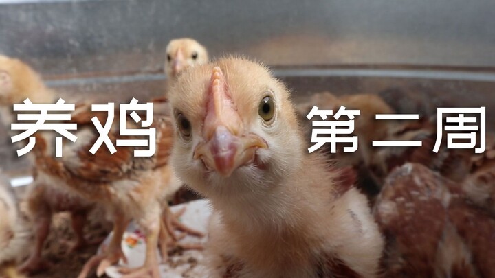 I’ve been raising chicks for over a week—let’s weigh them to see how much they’ve grown.