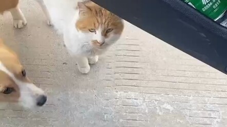 น้องแมวอาสากระโดดขึ้นรถเพื่อเปลี่ยนเจ้าของใหม่ แต่กลับถูกน้องหมาจับได้และรีบไปตามเจ้าของเดิมมา น้องห