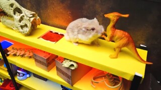 ภารกิจของหนูแฮมสเตอร์ EP 440