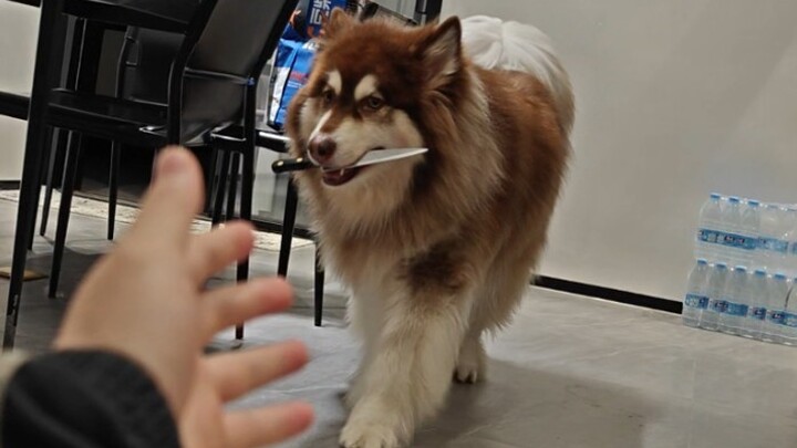 Duoduo: Asalkan membuat si penjahat bingung, ayahku pasti akan selamat!