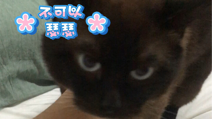 Kucing logika mau yang itu dariku