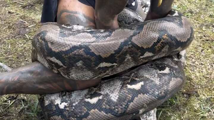 【ฉบับเต็ม】หนุ่มกล้ามโตดวลงูเหลือมลายตาข่าย