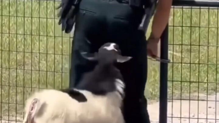 Begini cara polisi menangani satwa liar: