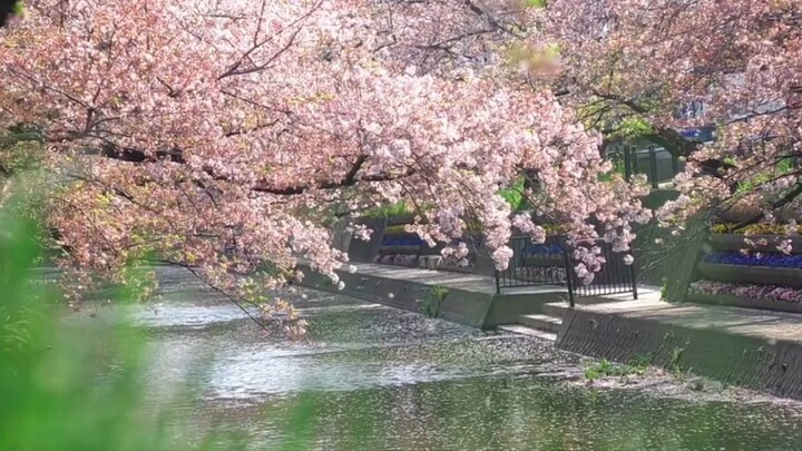 ซากุระที่ญี่ปุ่น