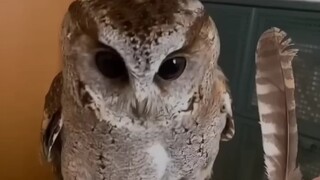 You touched my feather!