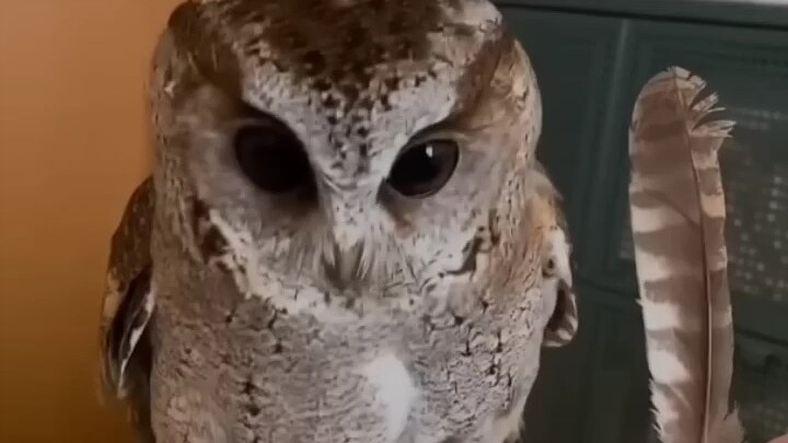 You touched my feather!