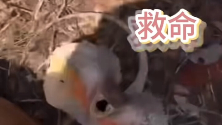 ما بالك يا إير؟ هل البيئة في أستراليا حقًا بهذا القدر من الجمال؟