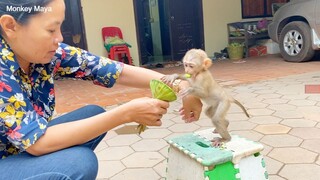 Little Princes Maya Can't Wait Grandma Feed Lotus To Her, Baby Monkey Maya So Yummy Eating Lotus