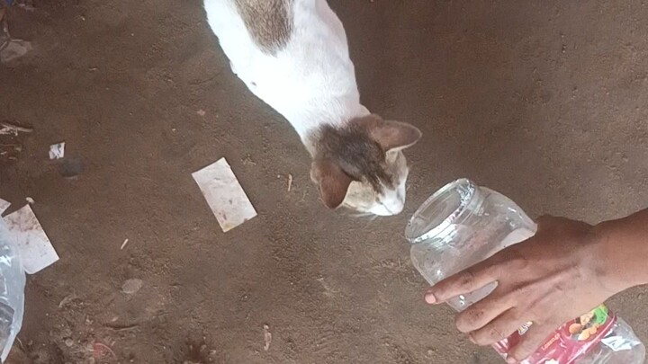 #Billi Billi abortion video ❤️❤️👎👍