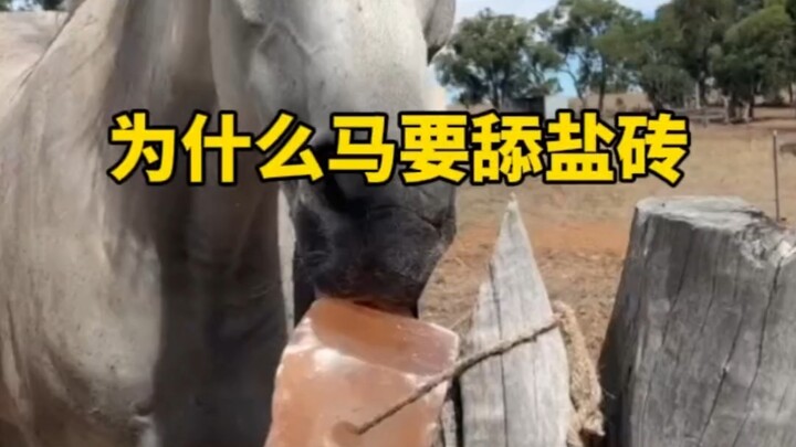 Why do horses gnaw on salt bricks?