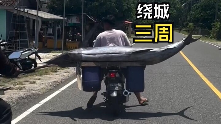 Video-video hewan yang penuh kegembiraan!