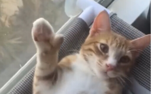 Cat: I don’t want a thumb either, okay!