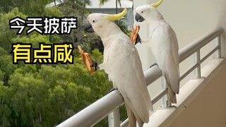 ถึงเวลาอาหารของสัตว์เหล่านั้นแล้ว!