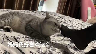 小猫咪上头了