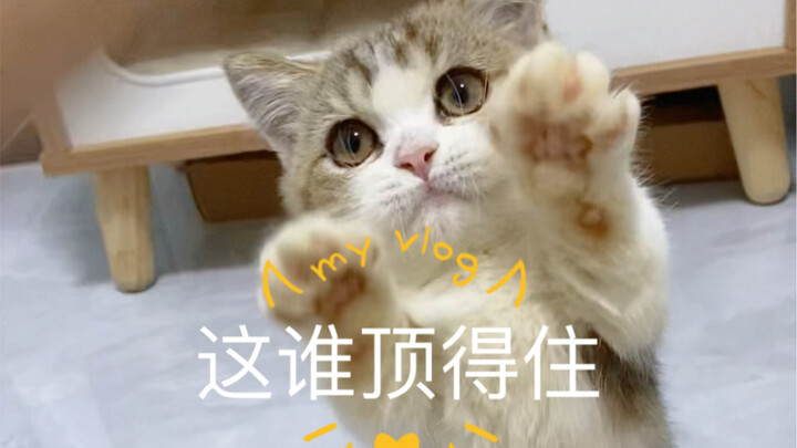 تعال بسرعة يا صغيري، أنت لطيف جدًا! أنت حرفياً قاتل القلوب للرجال الأقوياء!