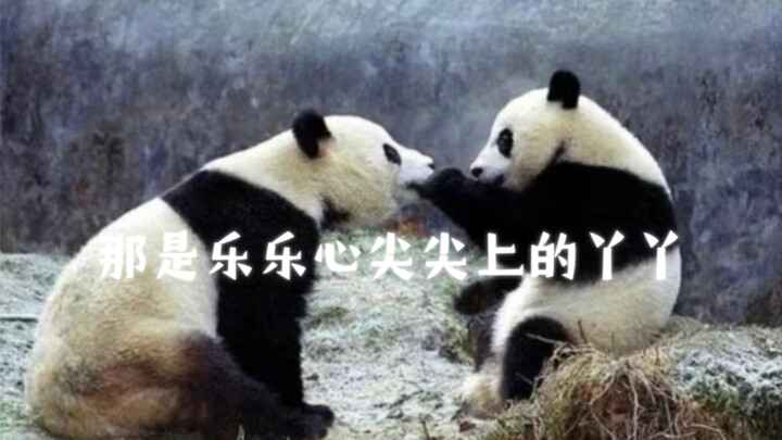 นั่นคือหยาหยาที่อยู่ในหัวใจของเล่อเล่อ